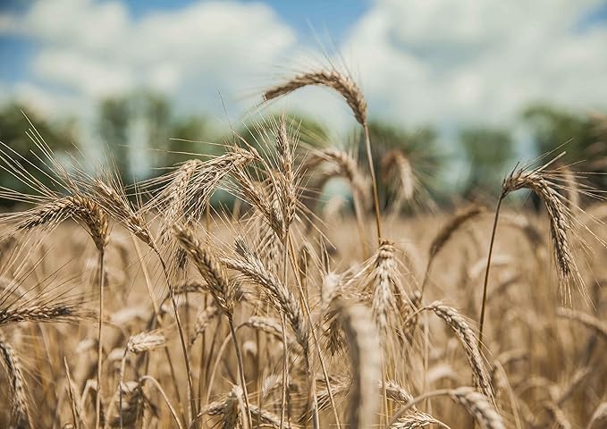 Food to Live Organic KAMUT Khorasan Wheat Flour, 10 Pounds Stone Ground Powder, 100% Whole Grain Meal, Non-GMO, Kosher, Bulk