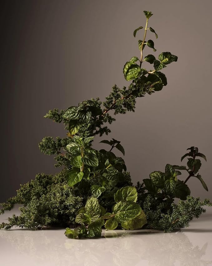 Homecourt Dish Soap, Dishwashing Liquid with Clean Ingredients, Non-Toxic & Skin-Safe, Safe for People & Pets, Cipres Mint, 16 fl oz