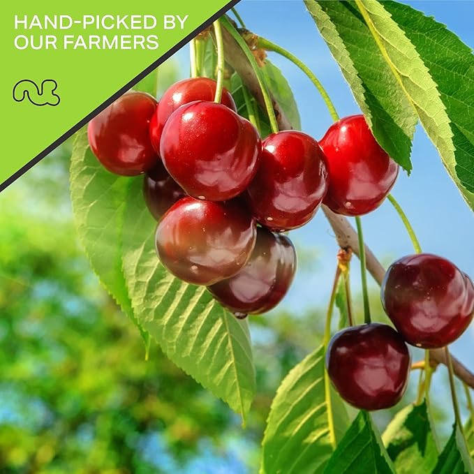 NUT CRAVINGS - Sun Dried Sour Tart Cherries, Lightly Sweetened (48oz, 3 LB) Bulk Dry Fruits Packed Fresh in Resealable Bag - Sweet Healthy Snack, Naturally Grown, Vegan, Kosher