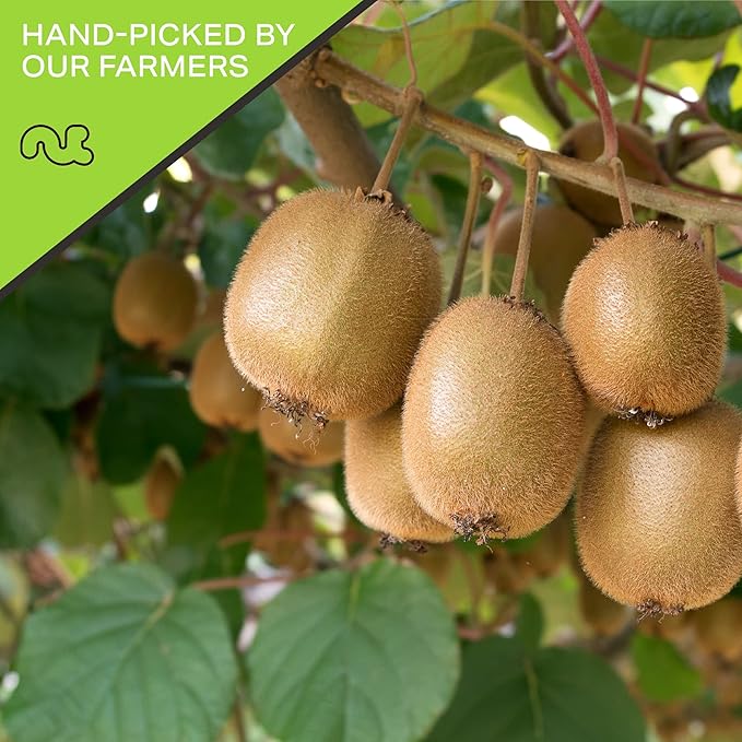 NUT CRAVINGS - Sun Dried Kiwi Slices, Lightly Sweetened (32oz, 2 LB) Bulk Dry Fruits Packed Fresh in Resealable Bag - Sweet Healthy Snack, Naturally Grown, Vegan, Kosher