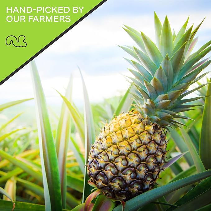 NUT CRAVINGS - Sun Dried Pineapple Chunks, Lightly Sweetened (16oz, 1 LB) Bulk Dry Fruits Packed Fresh in Resealable Bag - Sweet Healthy Snack, Naturally Grown, Vegan, Kosher